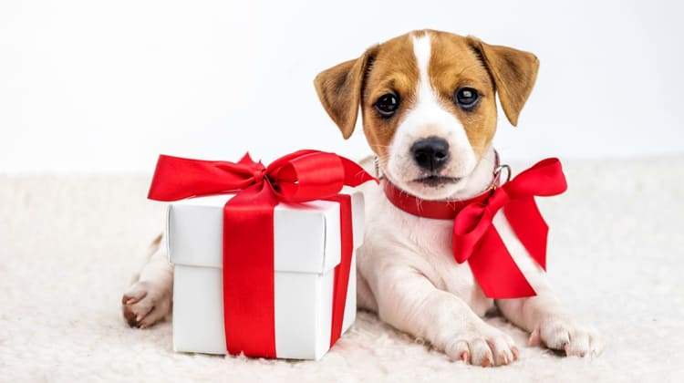 Gift Card | The Doggy Deli