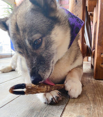 Appetising Venison Deer Leg Dog Chew Treat - The Doggy Deli
