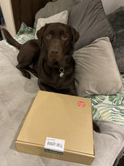 Big Chomper - Natural Dog Treat Selection Box for Larger Dogs - The Doggy Deli