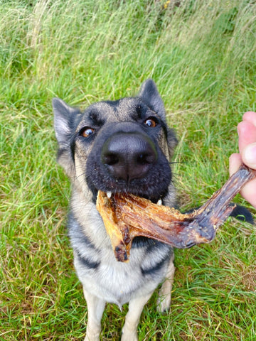 Delicious Duck Wing Treat Chew for Dogs - The Doggy Deli