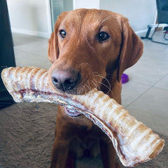 Tasty Trachea Dog Chew Treat Pack of 2 - The Doggy Deli