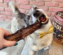 Tasty Trachea Dog Chew Treat Pack of 2 - The Doggy Deli