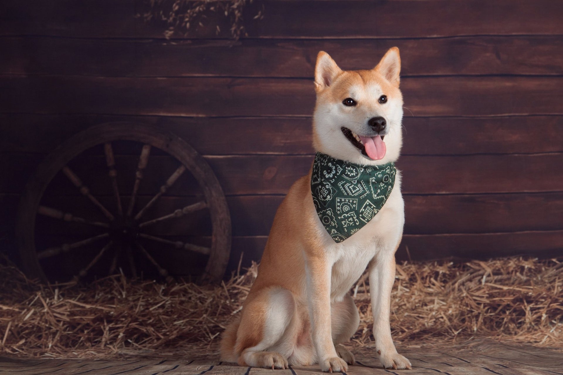 Bandanas and Bows | The Doggy Deli