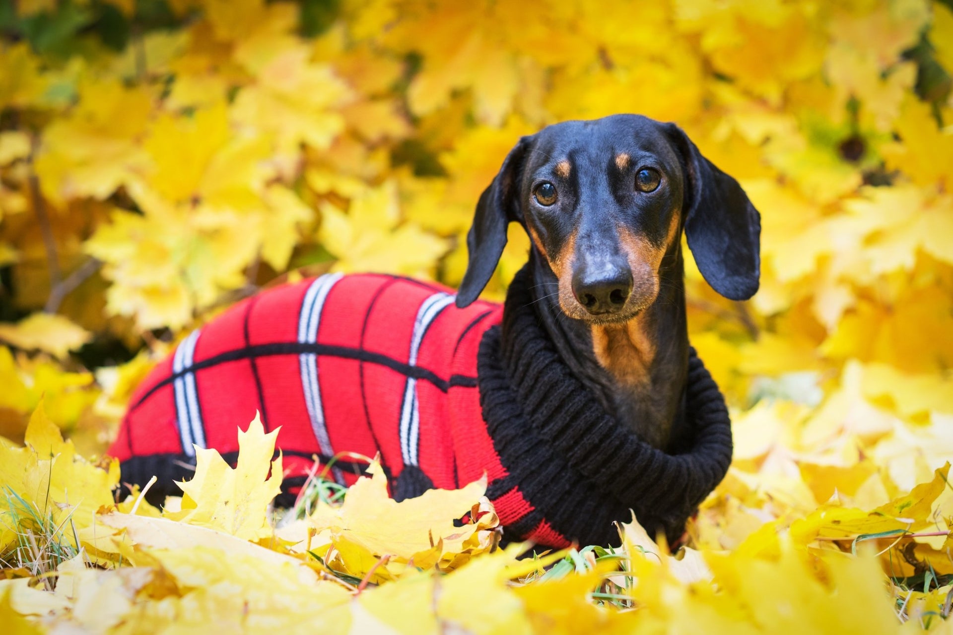 Dog Jumpers and Coats | The Doggy Deli
