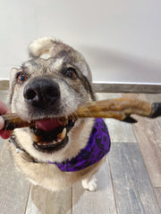 Appetising Venison Deer Leg Dog Chew Treat - The Doggy Deli