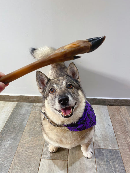 Appetising Venison Deer Leg Dog Chew Treat