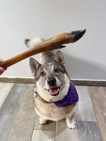 Appetising Venison Deer Leg Dog Chew Treat - The Doggy Deli