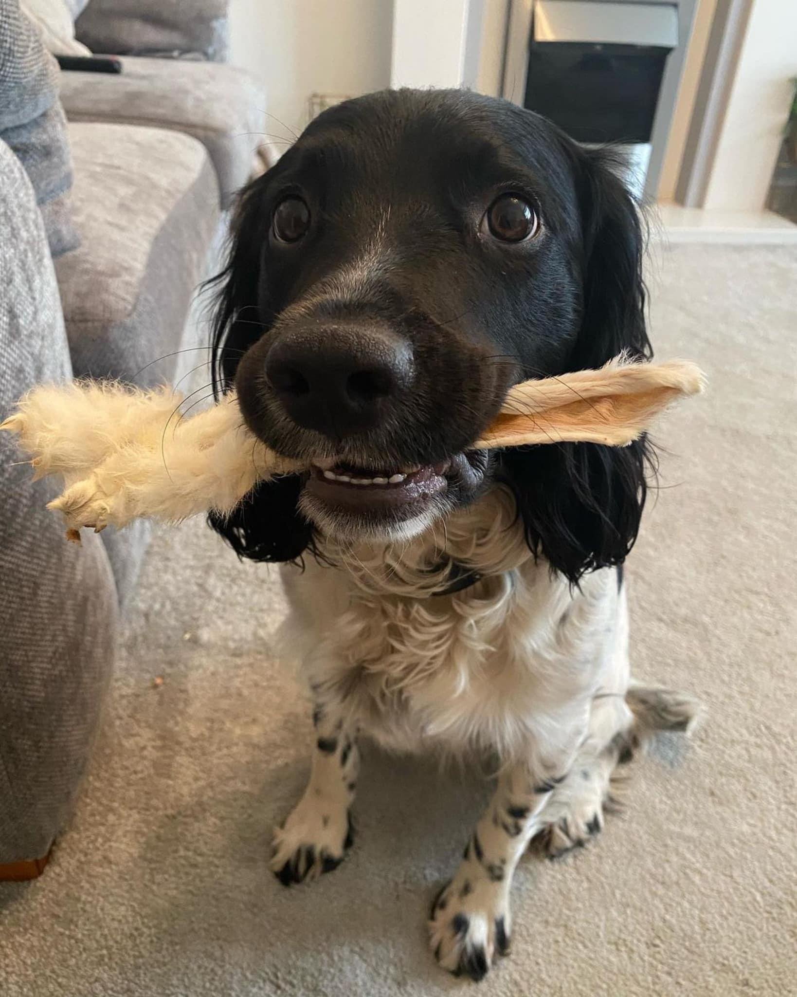 The Doggy Deli - Flavourful Rabbit Ear with Fur Chew