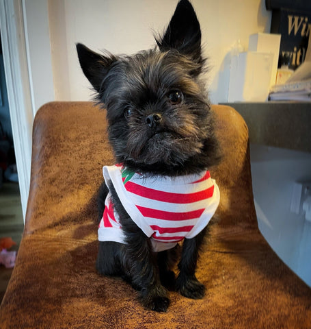 Santa's Little Helper - Christmas Dog T-Shirt - The Doggy Deli