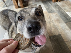 White Fish Jerky & Seaweed Burgers (2pcs) - The Doggy Deli